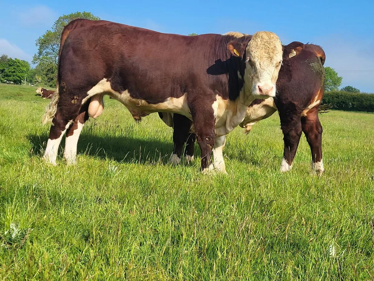 Livestock - Image 4