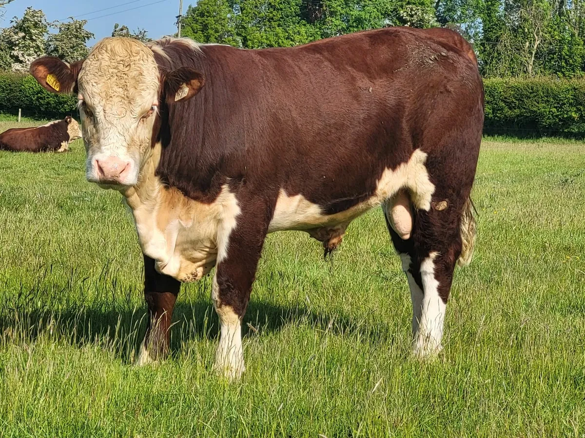 Livestock - Image 4
