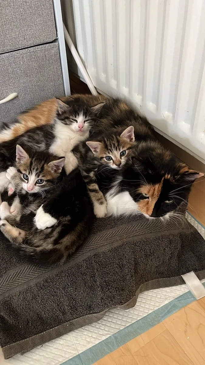 Kittens - Image 1