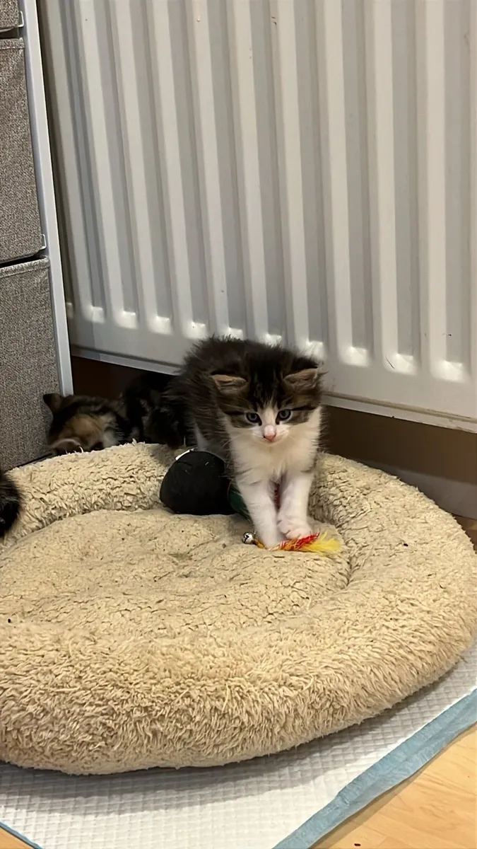 Kittens - Image 2