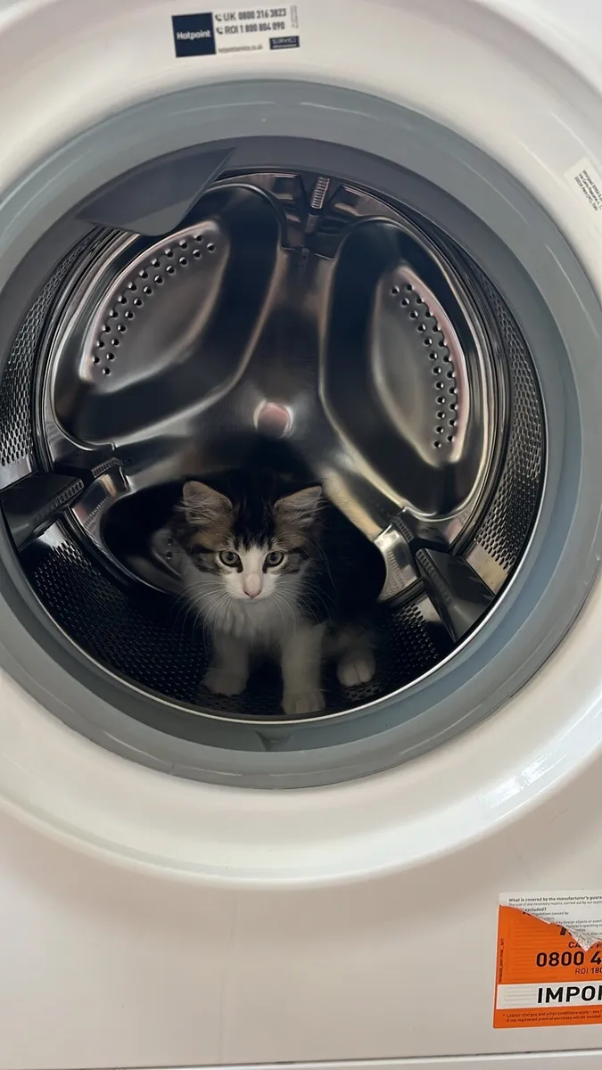 Kittens - Image 4