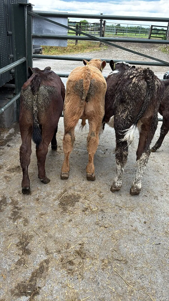 8 Bull Weanlings . - Image 2