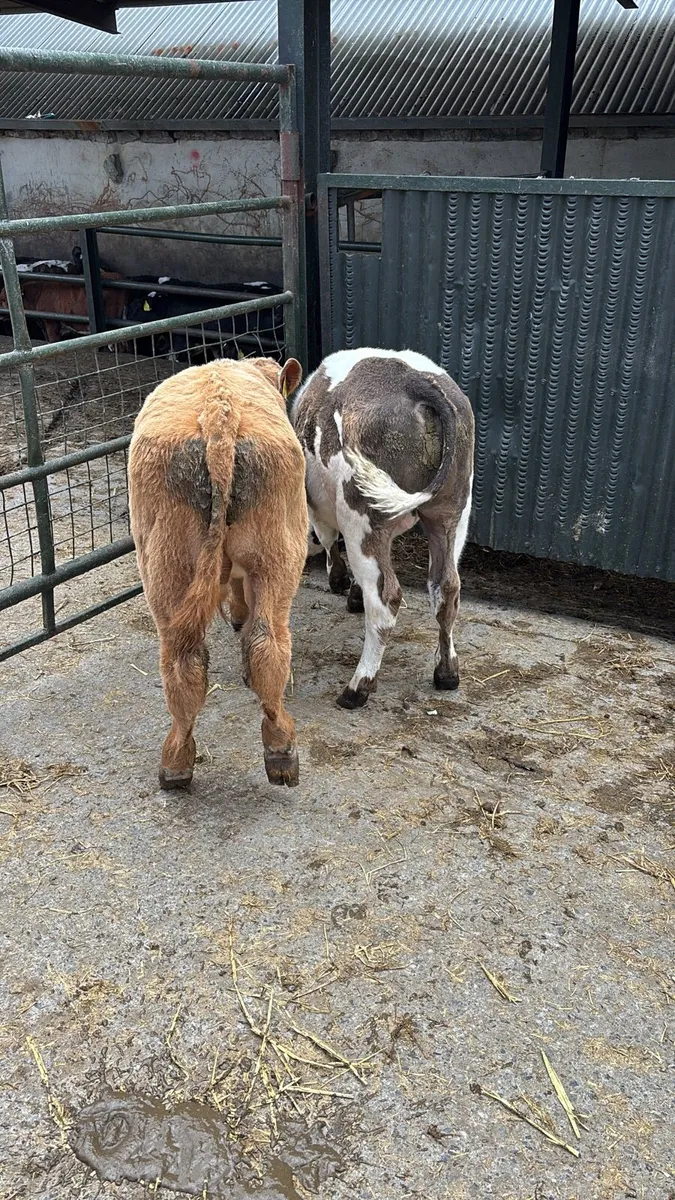 8 Bull Weanlings . - Image 1