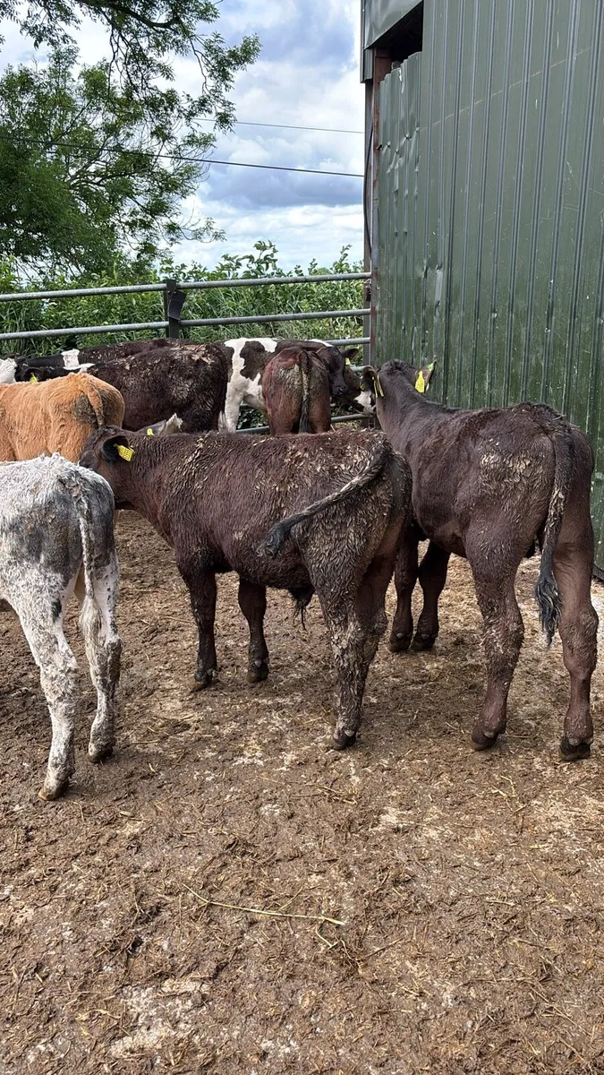 8 Bull Weanlings . - Image 3