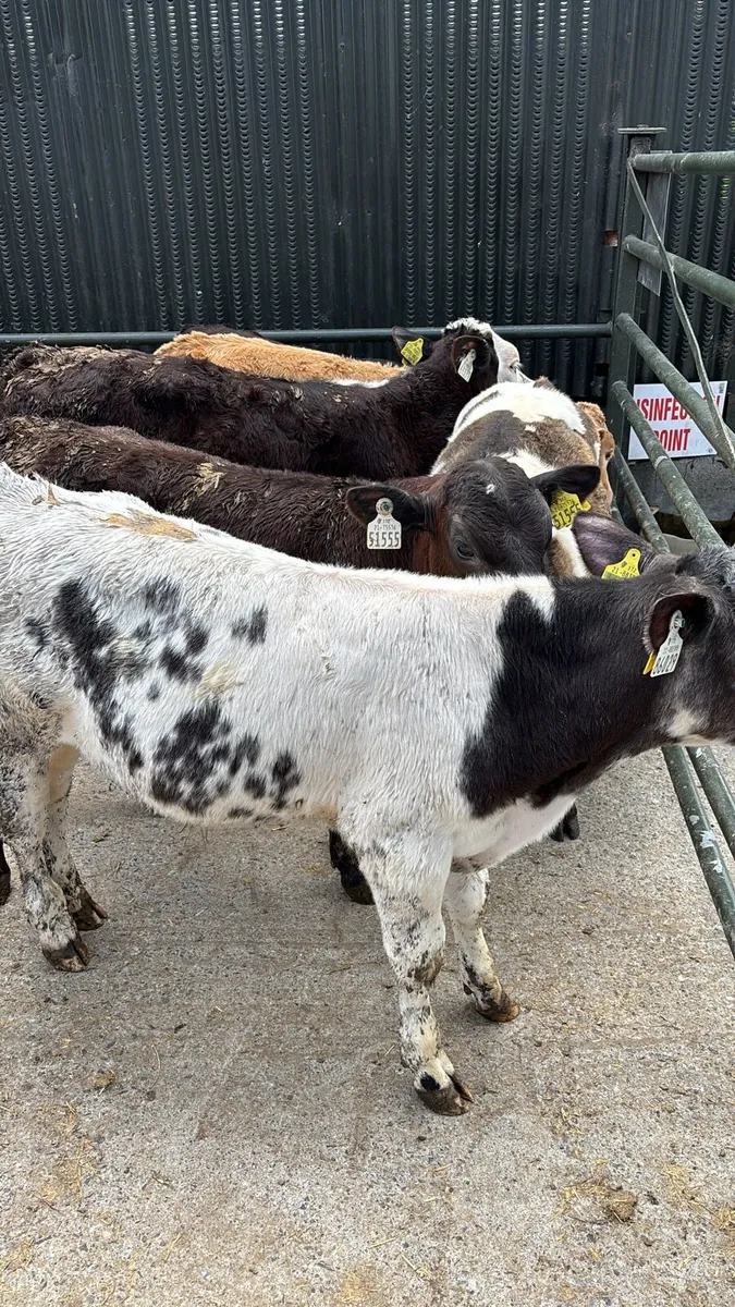 8 Bull Weanlings . - Image 4