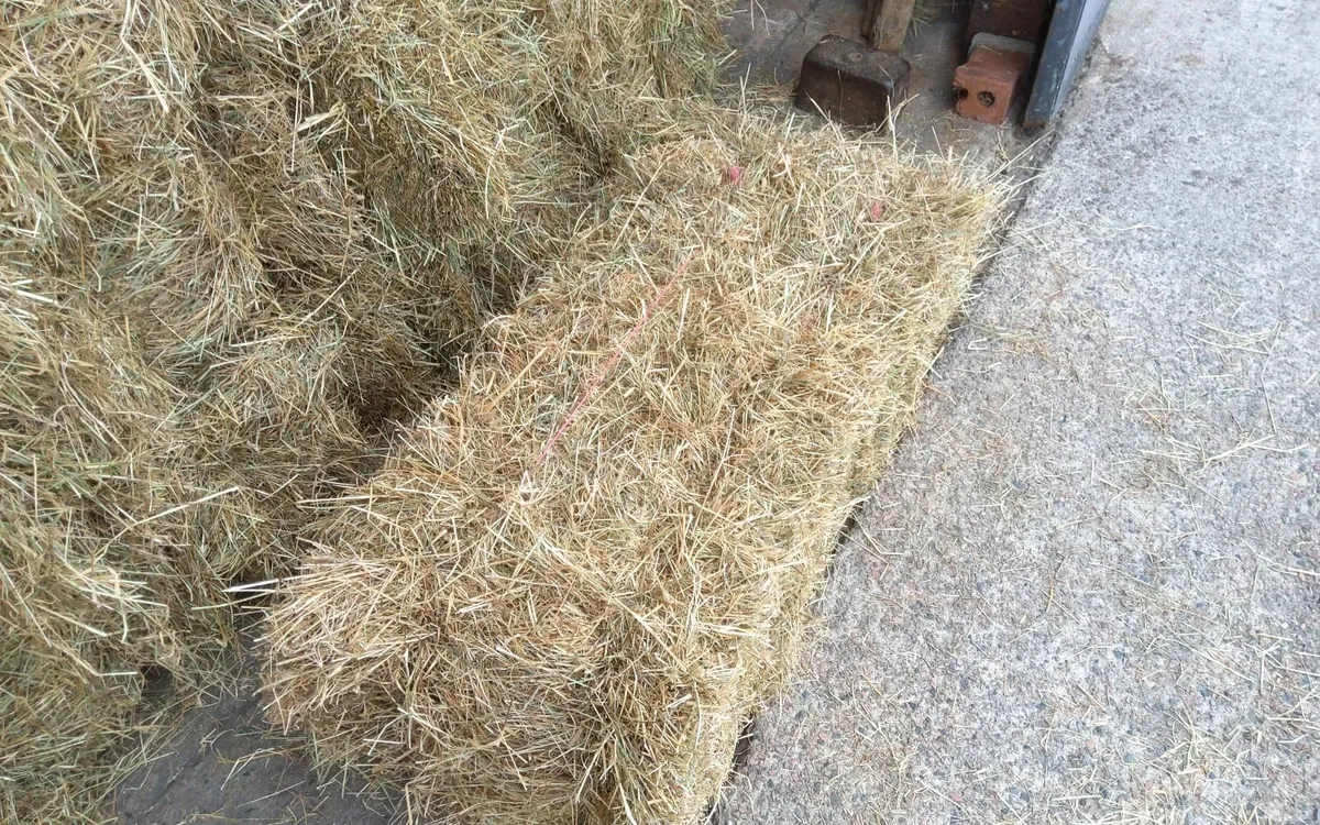 Hay small square bales - Image 1