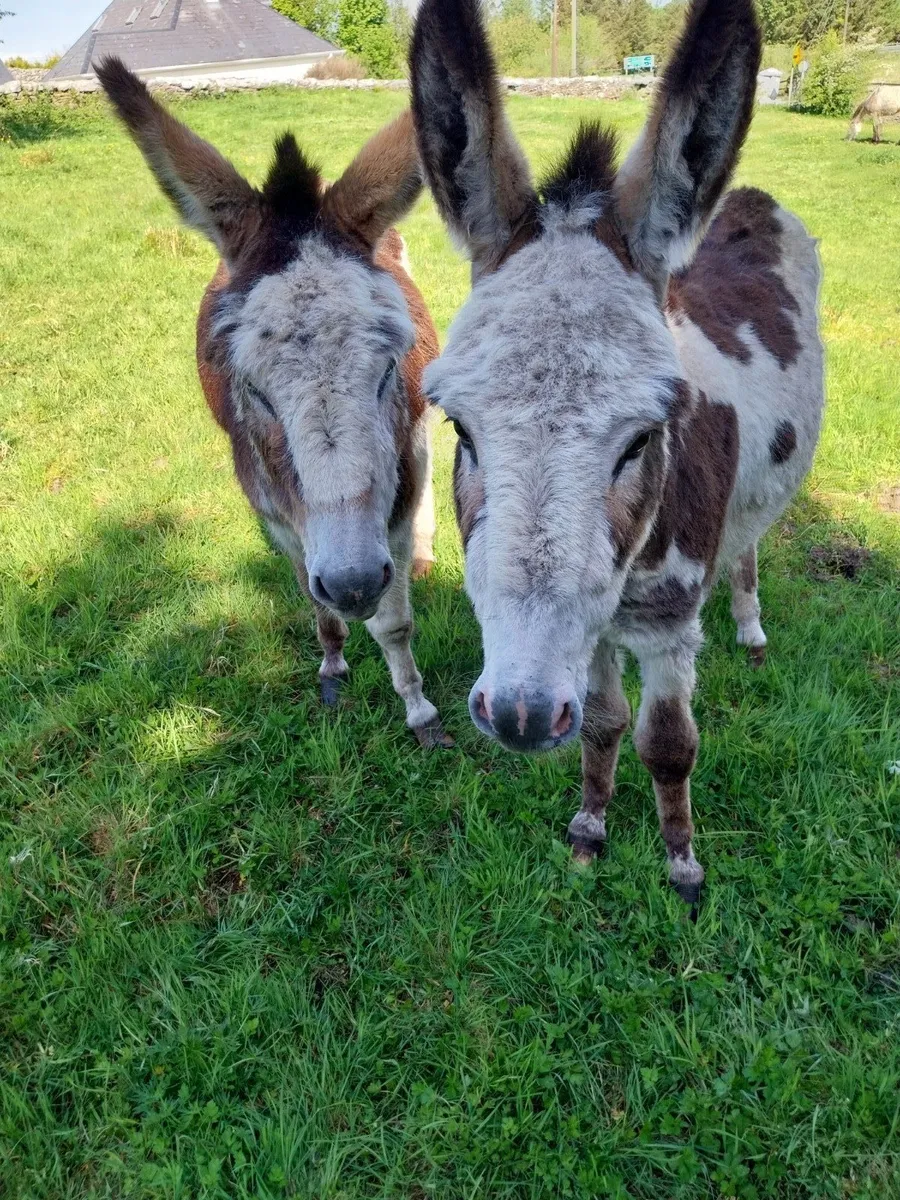 Donkey - Image 2