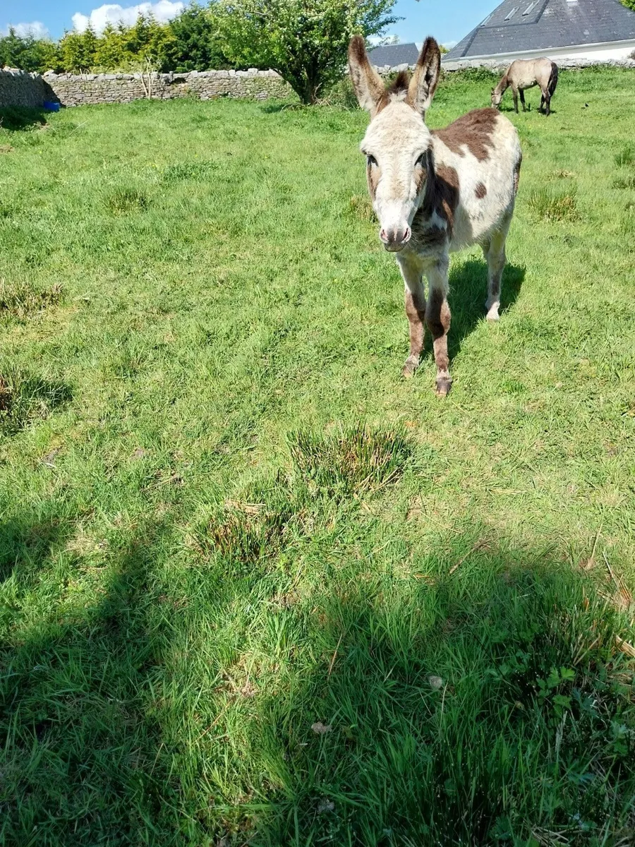 Donkey - Image 3