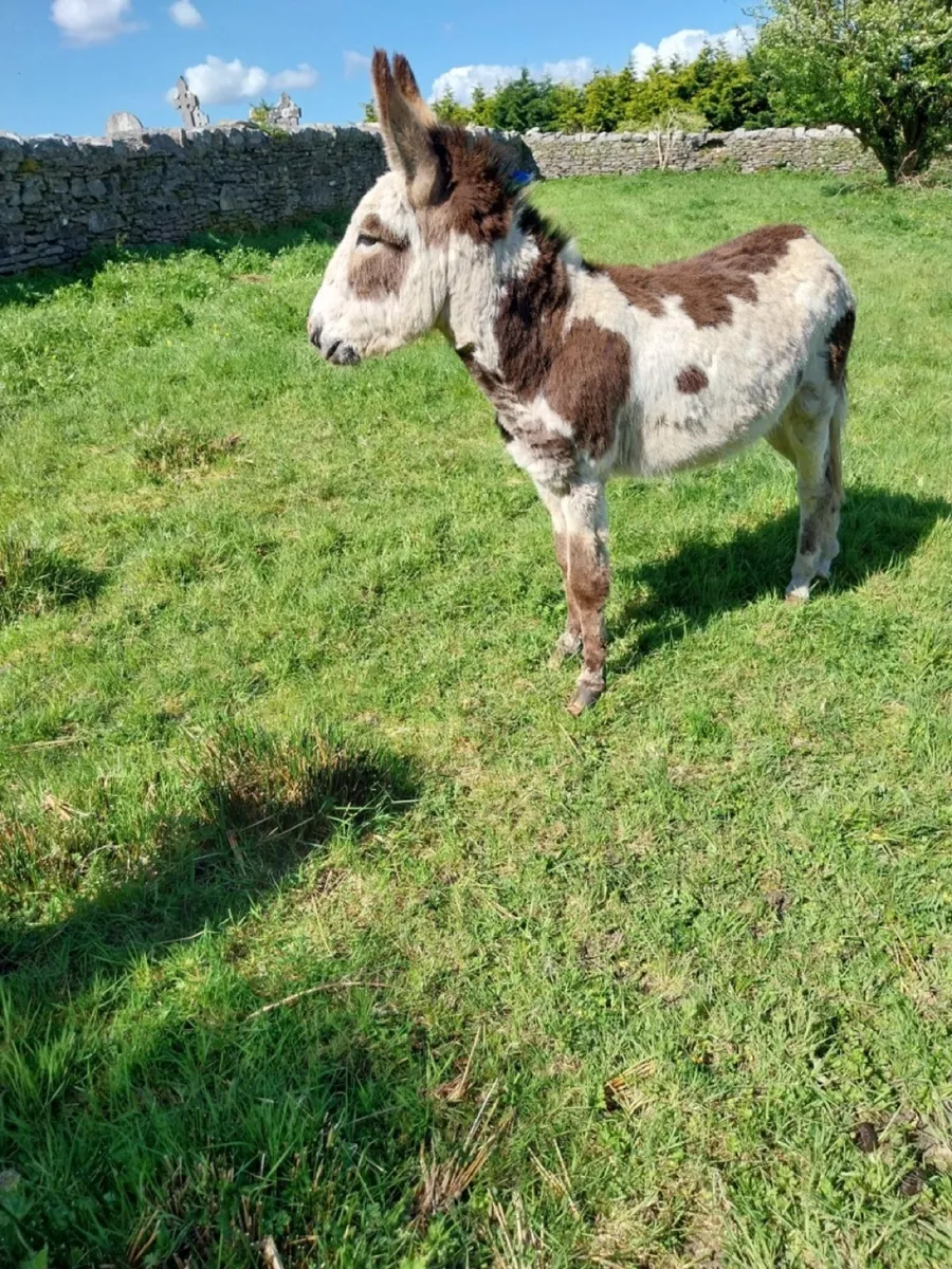 Donkey - Image 4
