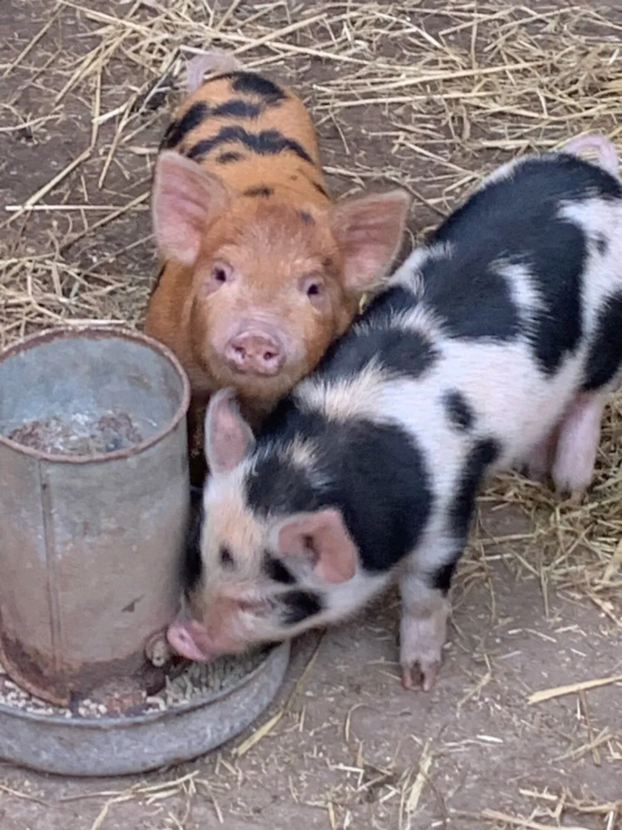 Kune kune piglets for sale - Image 1
