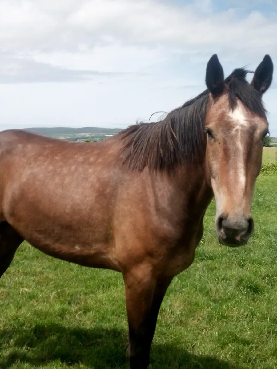 4yr old gelding 16.3 ISH - Image 4