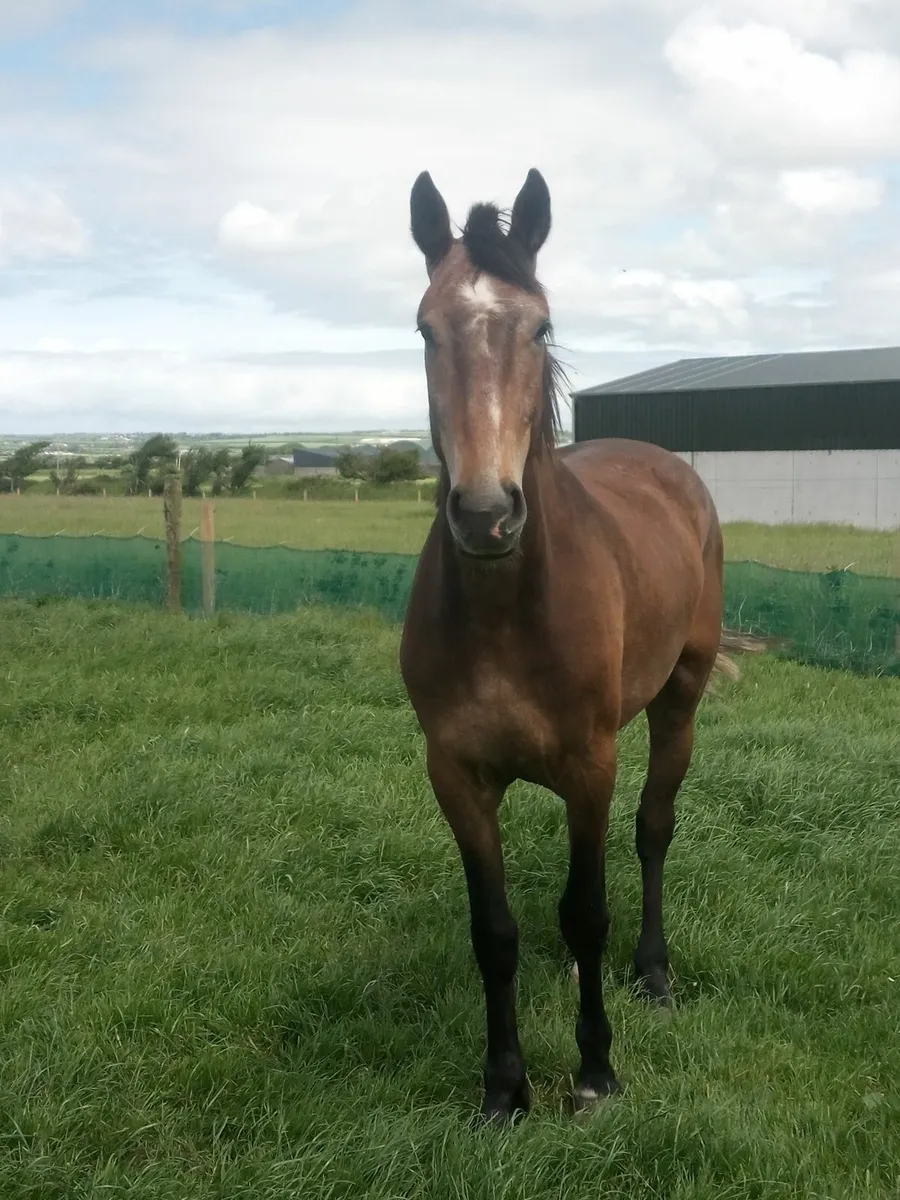 4yr old gelding 16.3 ISH - Image 2