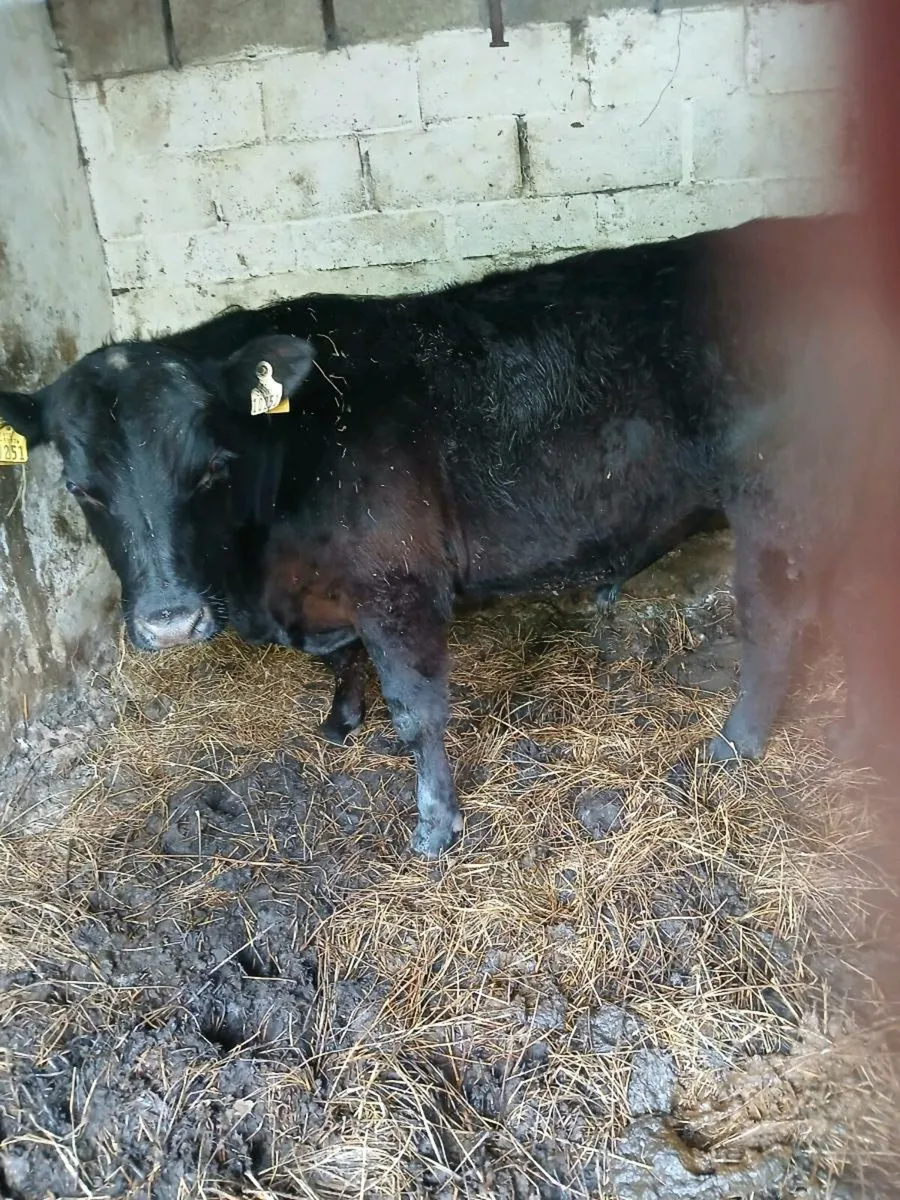 Angus Bulls