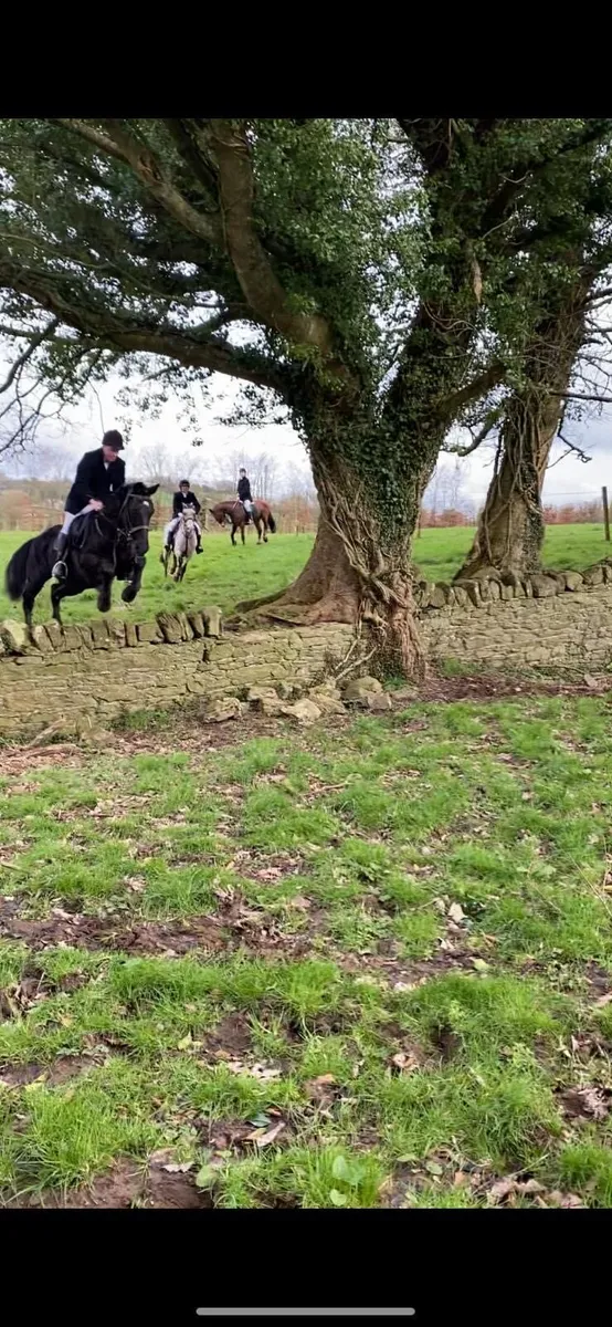 Quality horse - Image 2