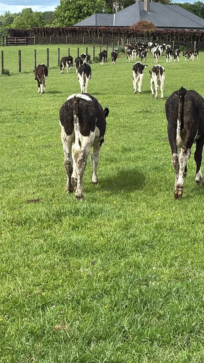 90 Friesan Bull Weanlings , Out On Grass . - Image 4
