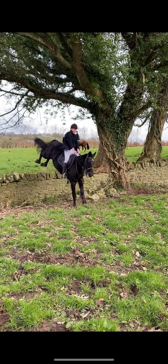 Quality horse - Image 3