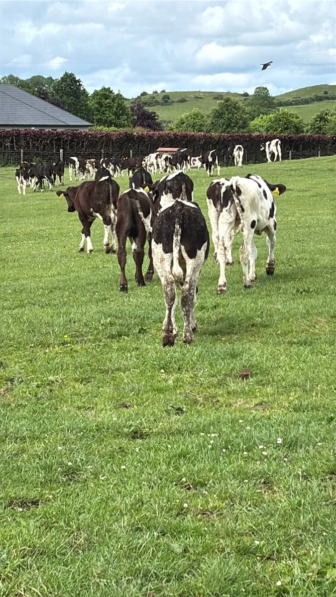 90 Friesan Bull Weanlings , Out On Grass . - Image 2