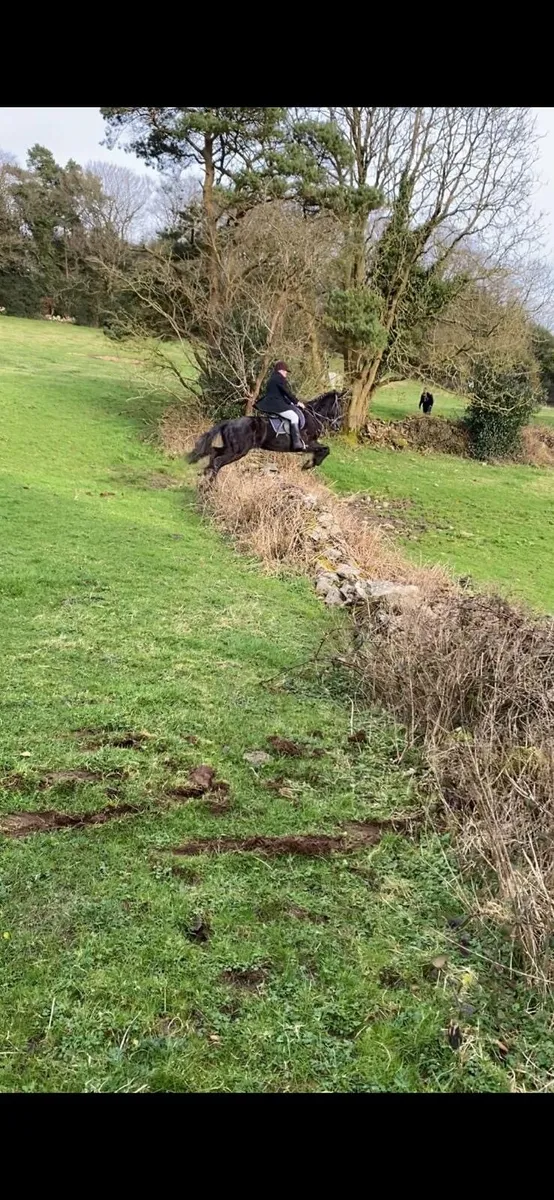 Quality horse - Image 4