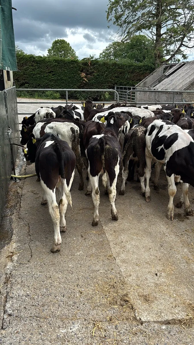 90 Friesan Bull Weanlings , Out On Grass . - Image 3