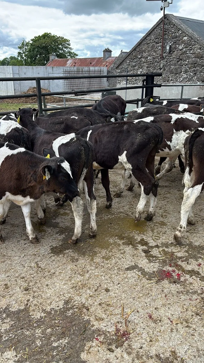 90 Friesan Bull Weanlings , Out On Grass . - Image 1