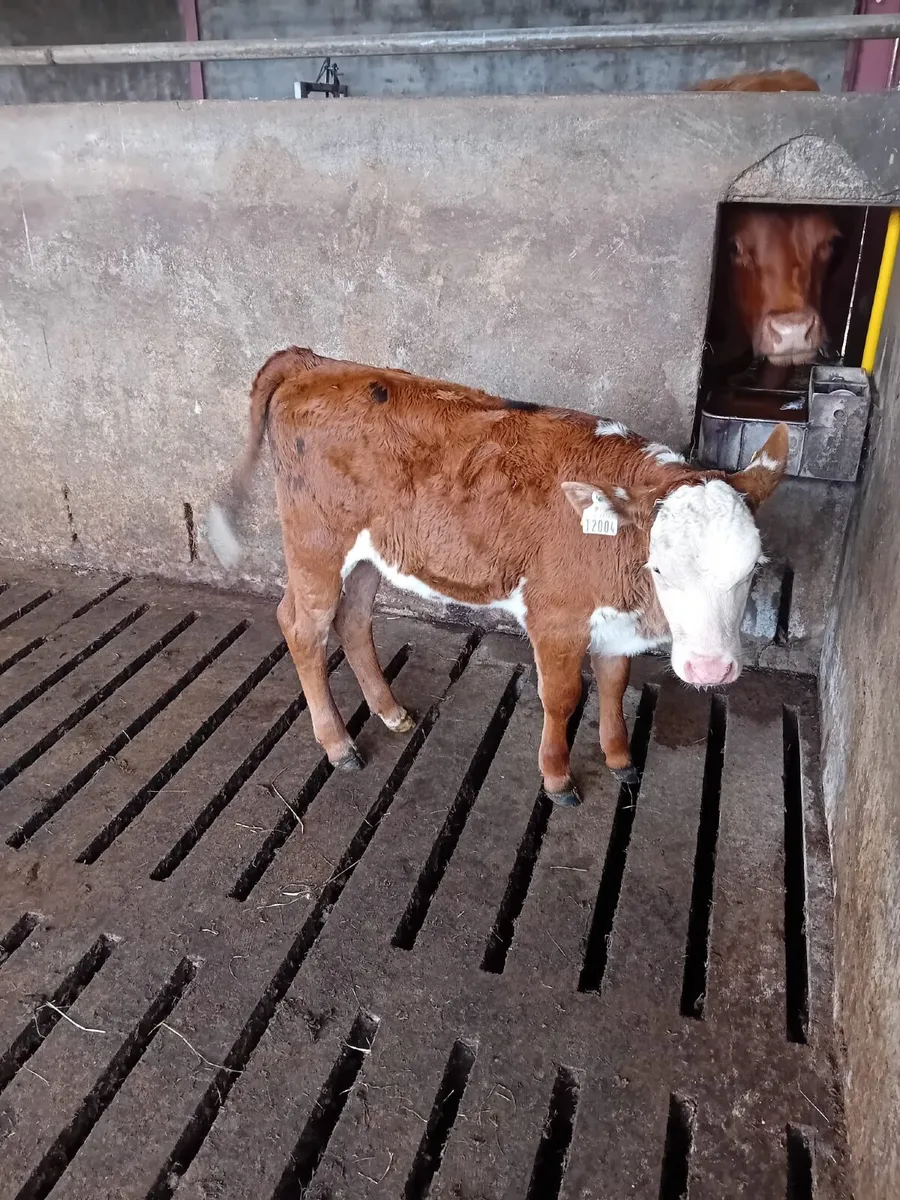Heifer Calf - Image 2