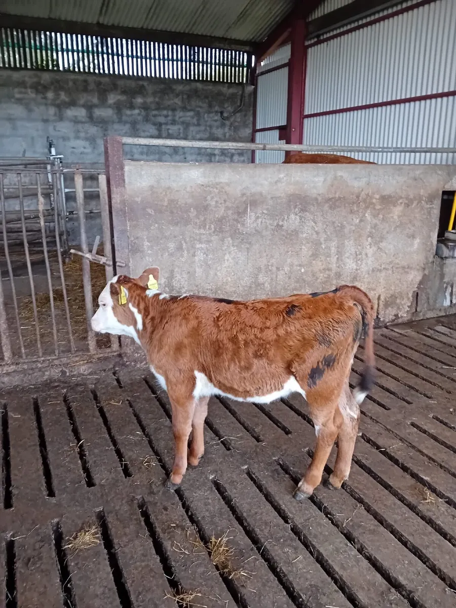 Heifer Calf - Image 1