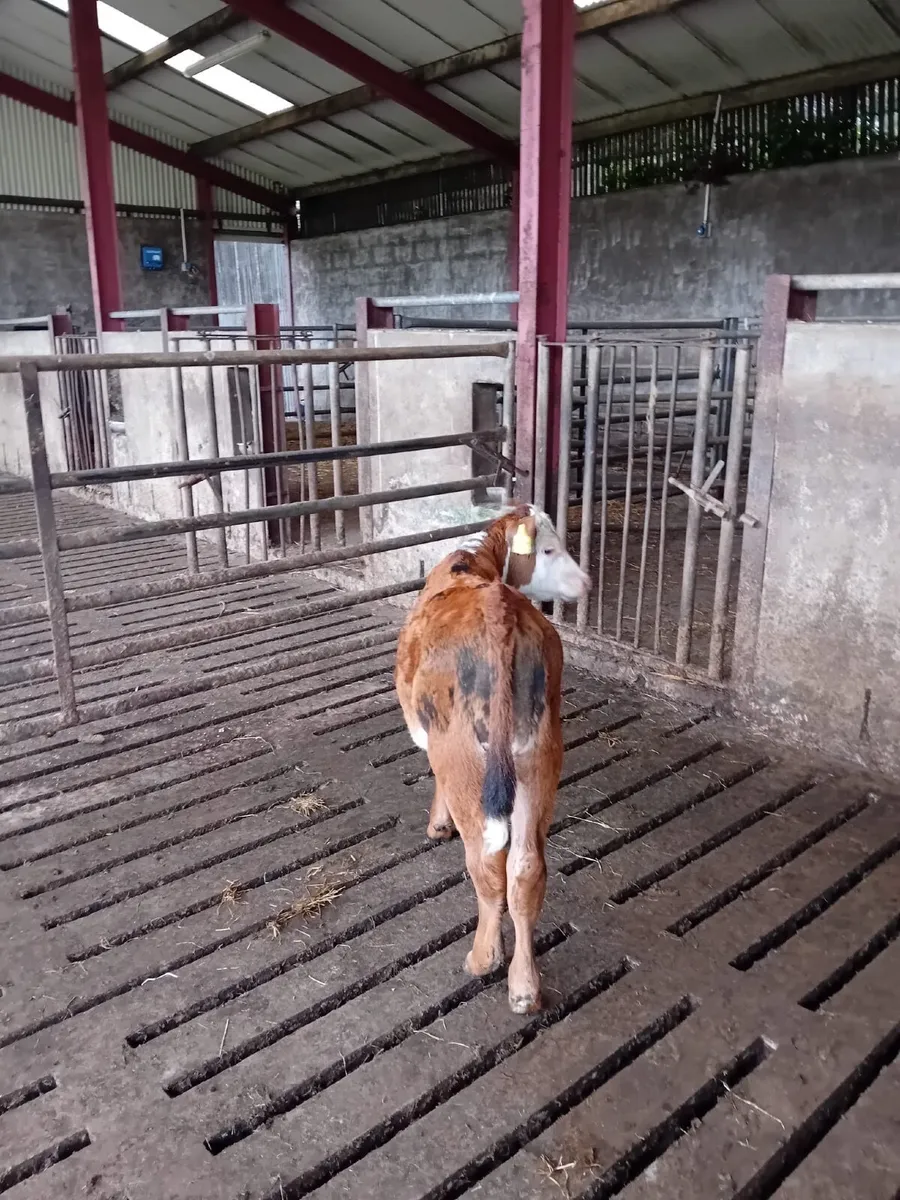 Heifer Calf - Image 3