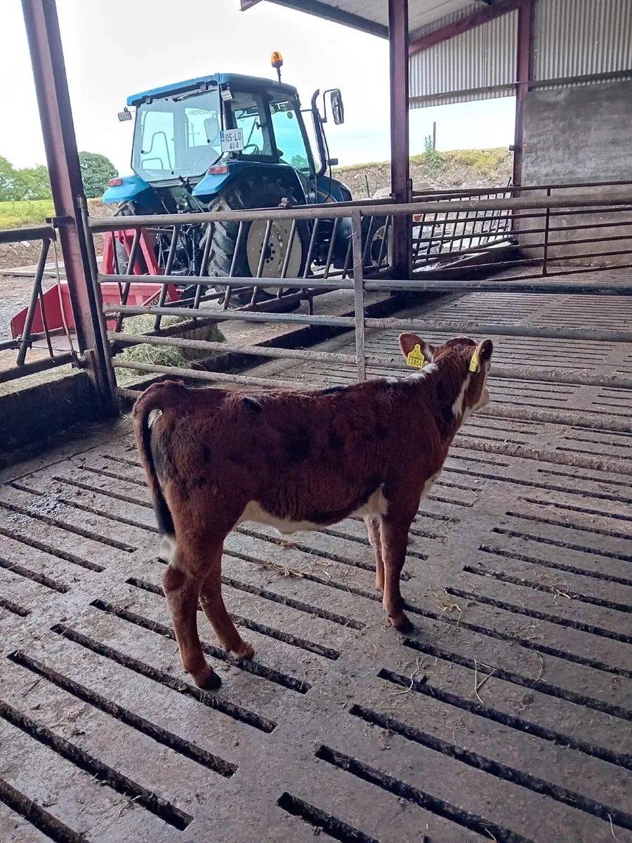 Heifer Calf - Image 4