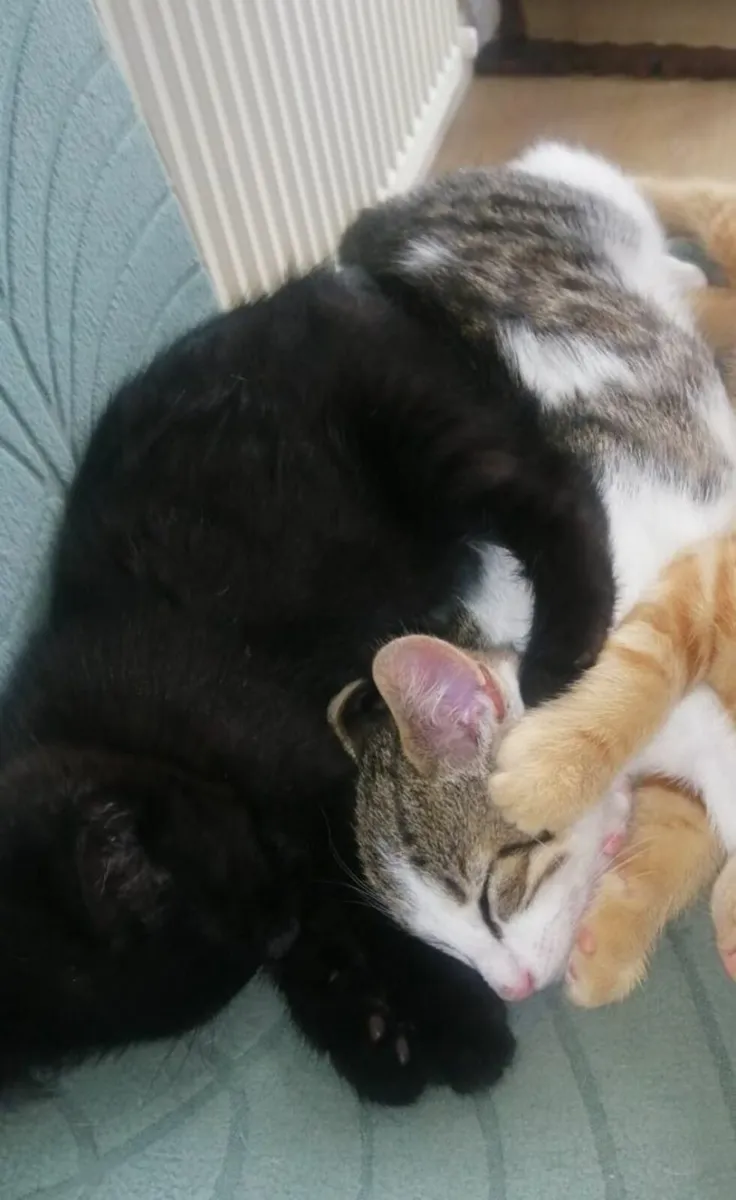Kitten - Image 1