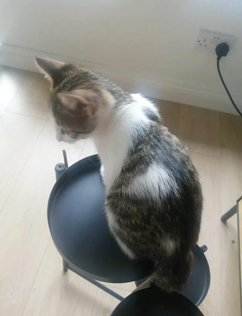 Kitten - Image 2