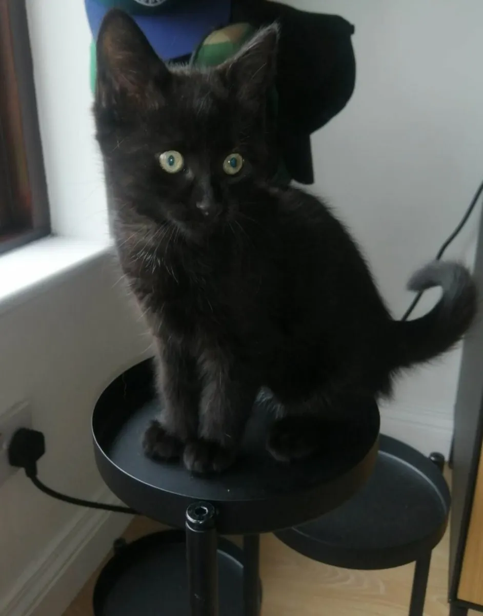Kitten - Image 3
