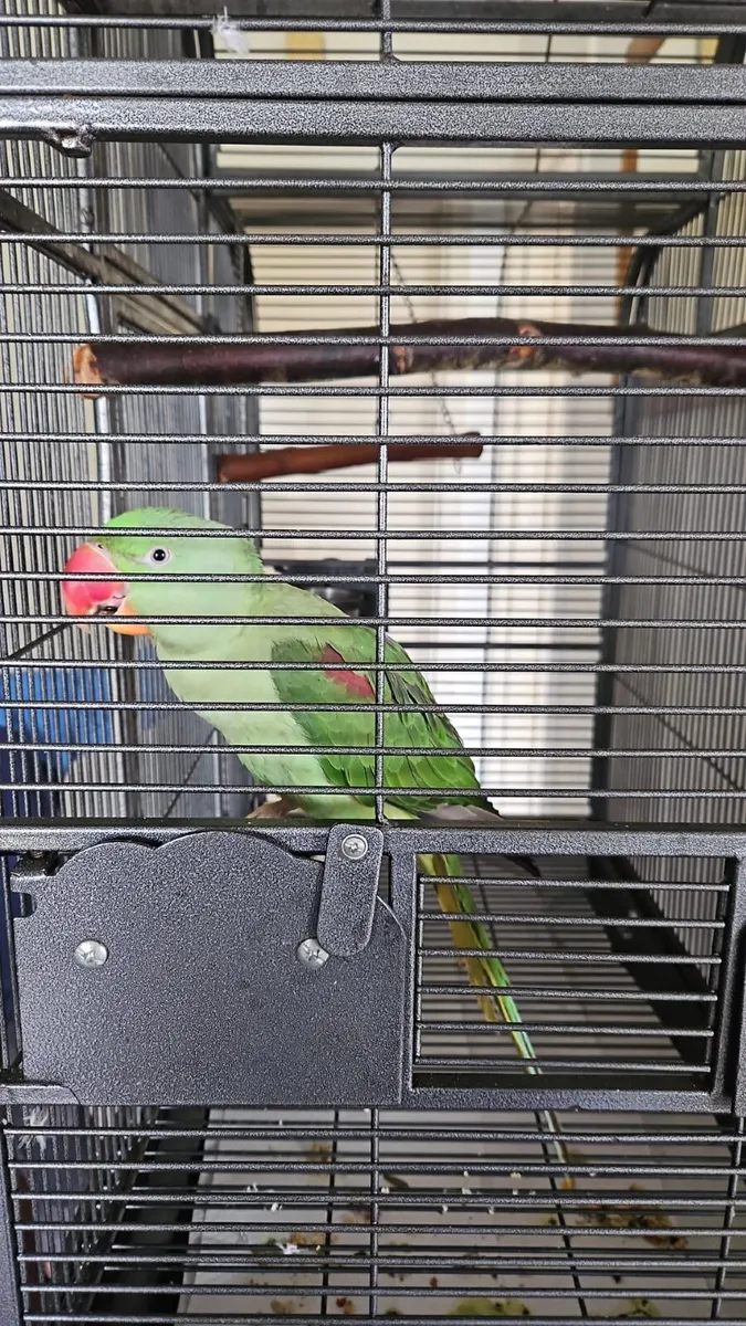 Parrot - Image 1