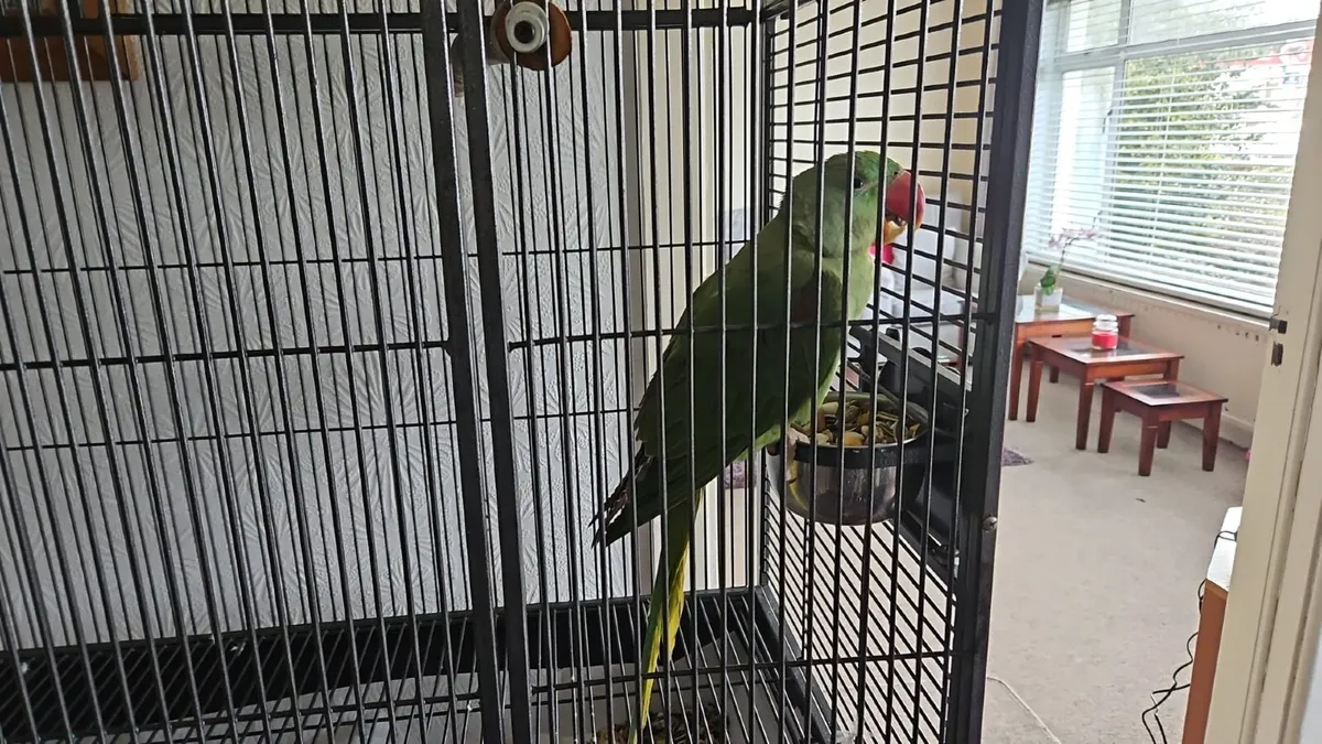 Parrot - Image 2