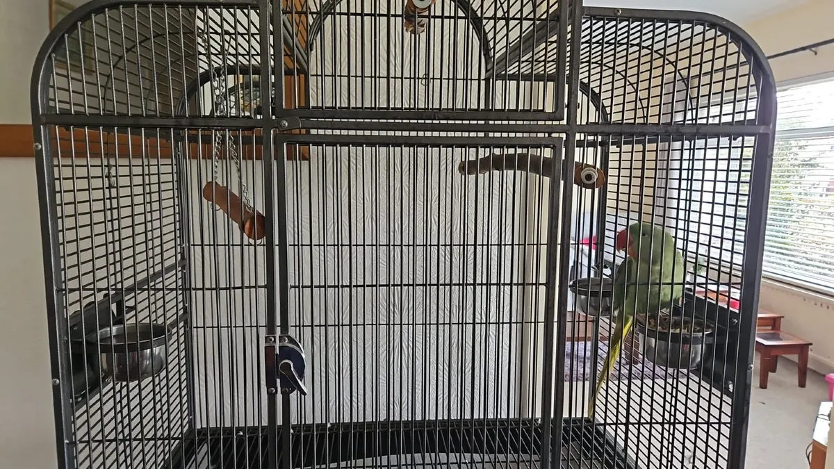Parrot - Image 3