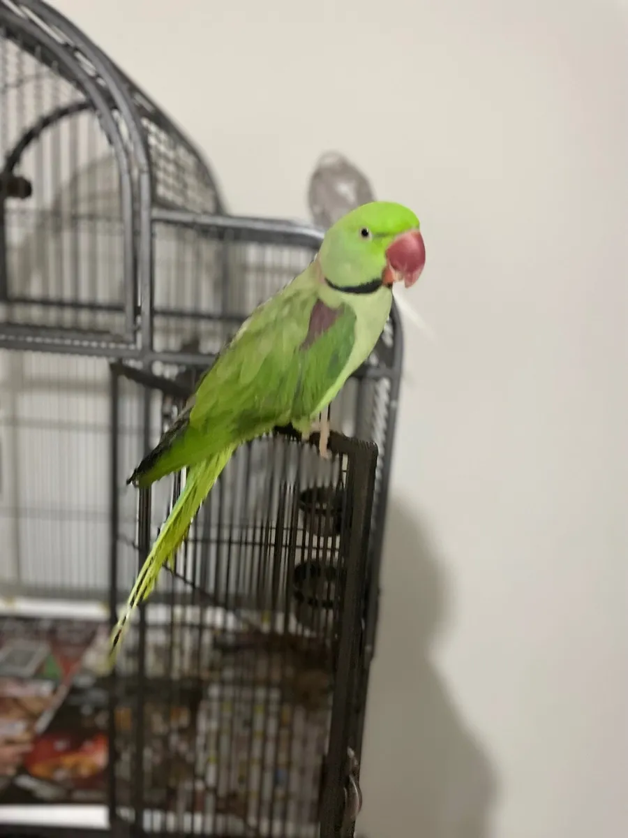 Parrot - Image 4