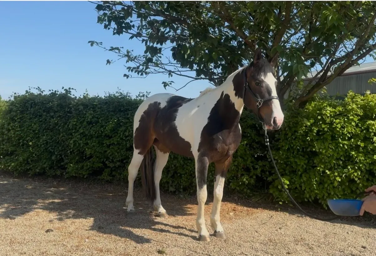 15:3, 4yo, Gelding - Image 1