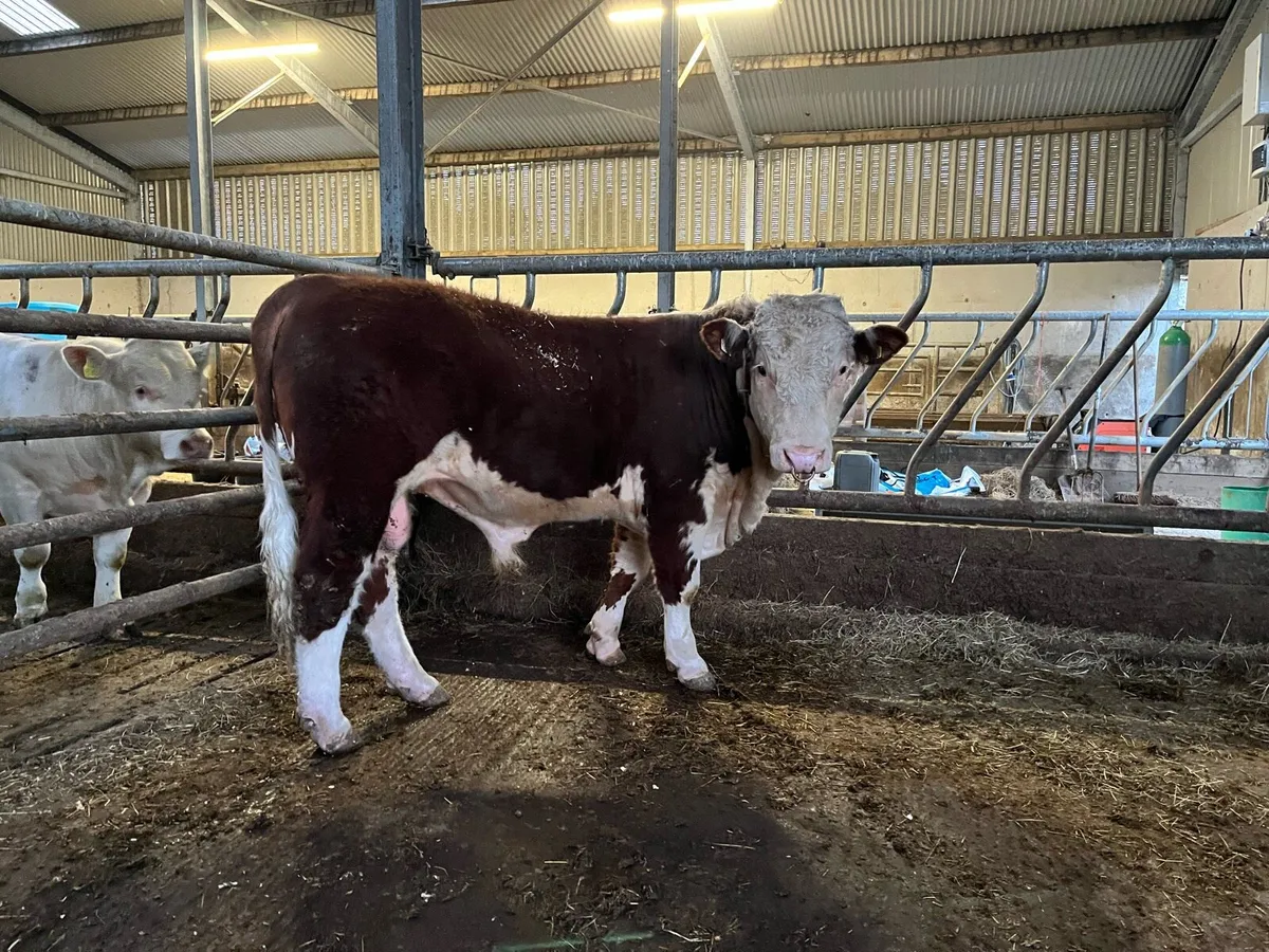 Hereford Bull 15 months - Image 2