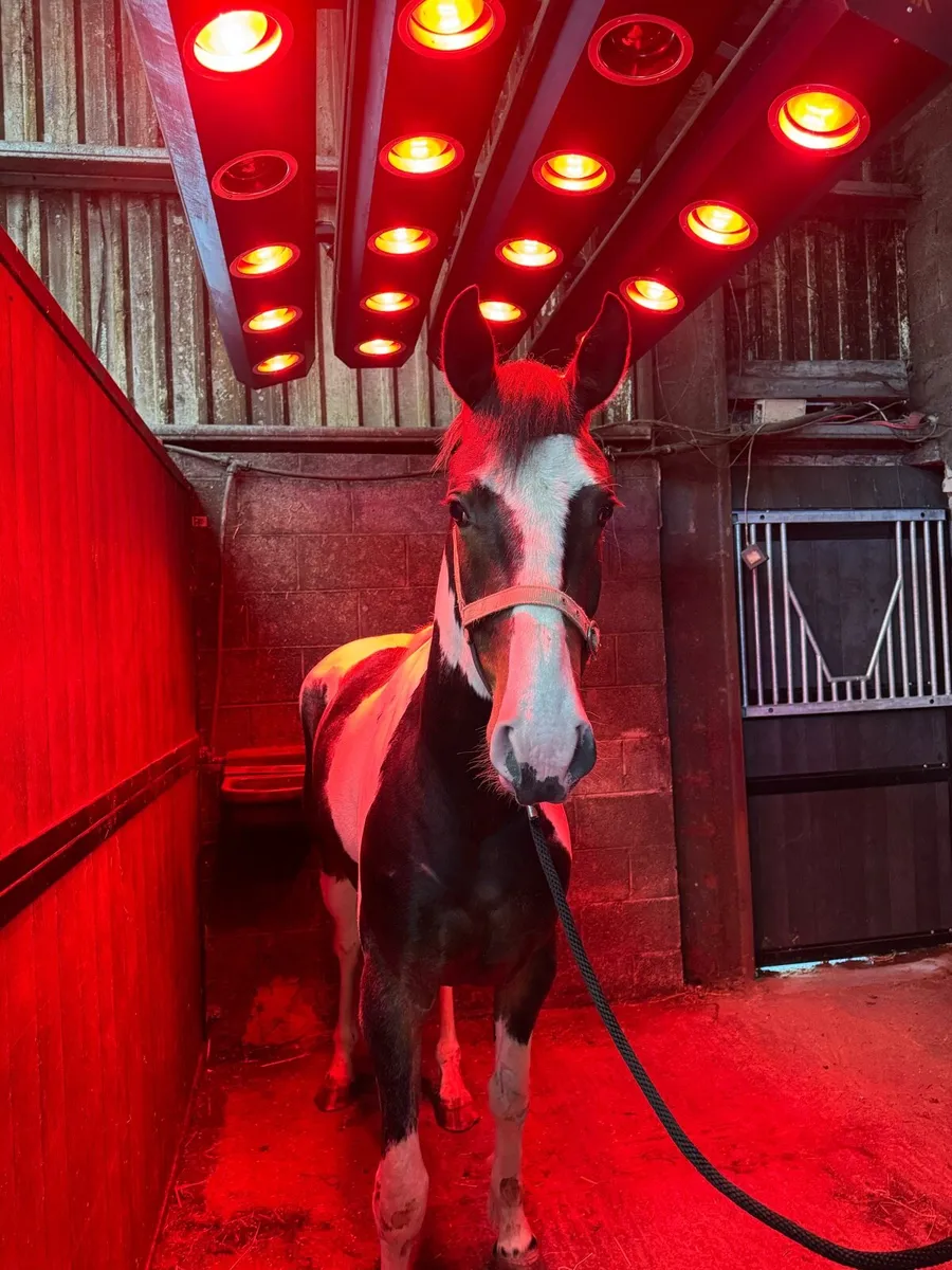 15:3, 4yo, Gelding - Image 3