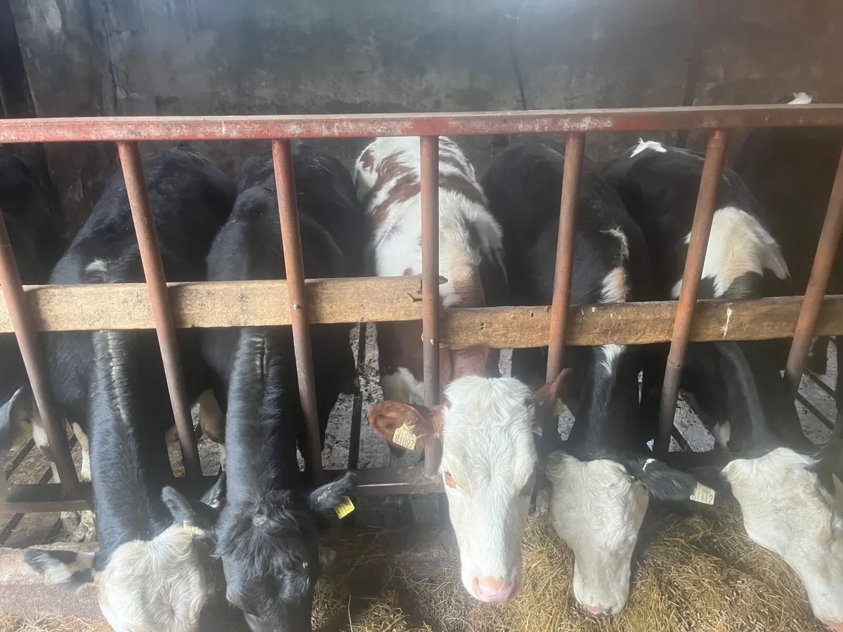 14 weanling heifers  , hereford - Image 1