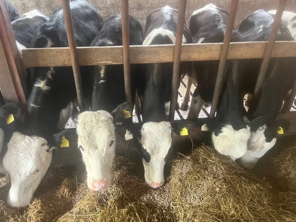 14 weanling heifers  , hereford - Image 2
