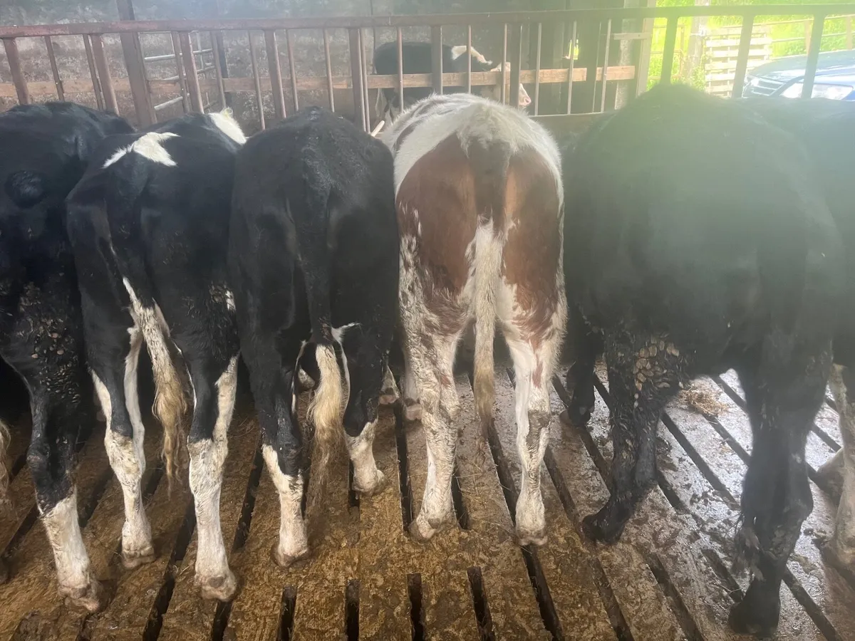 14 weanling heifers  , hereford - Image 3