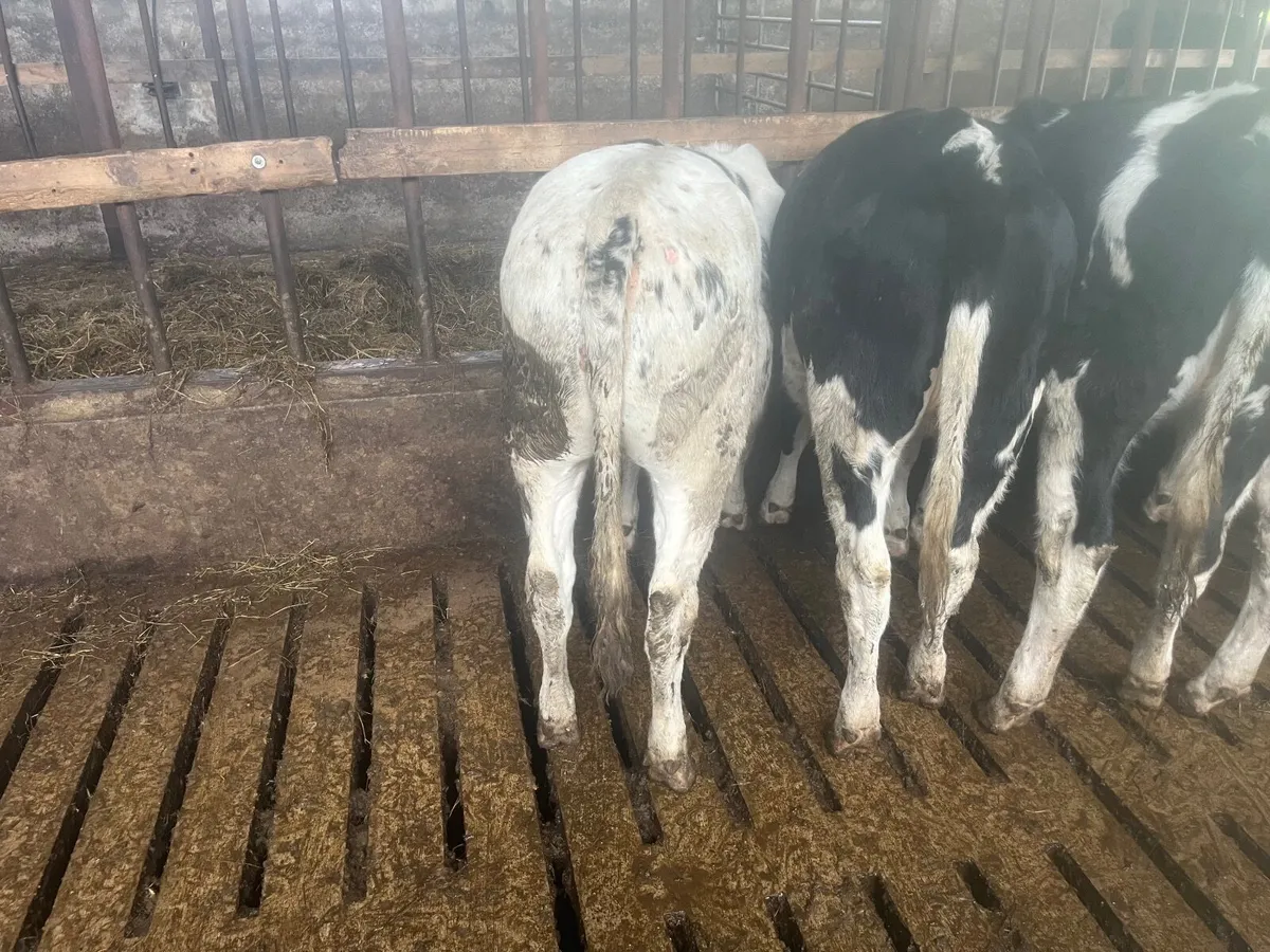 14 weanling heifers  , hereford - Image 4