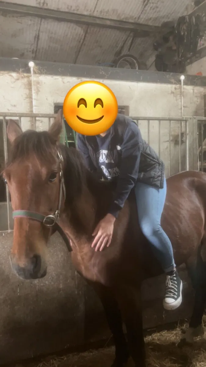 PROJECT HORSE!! - Image 4