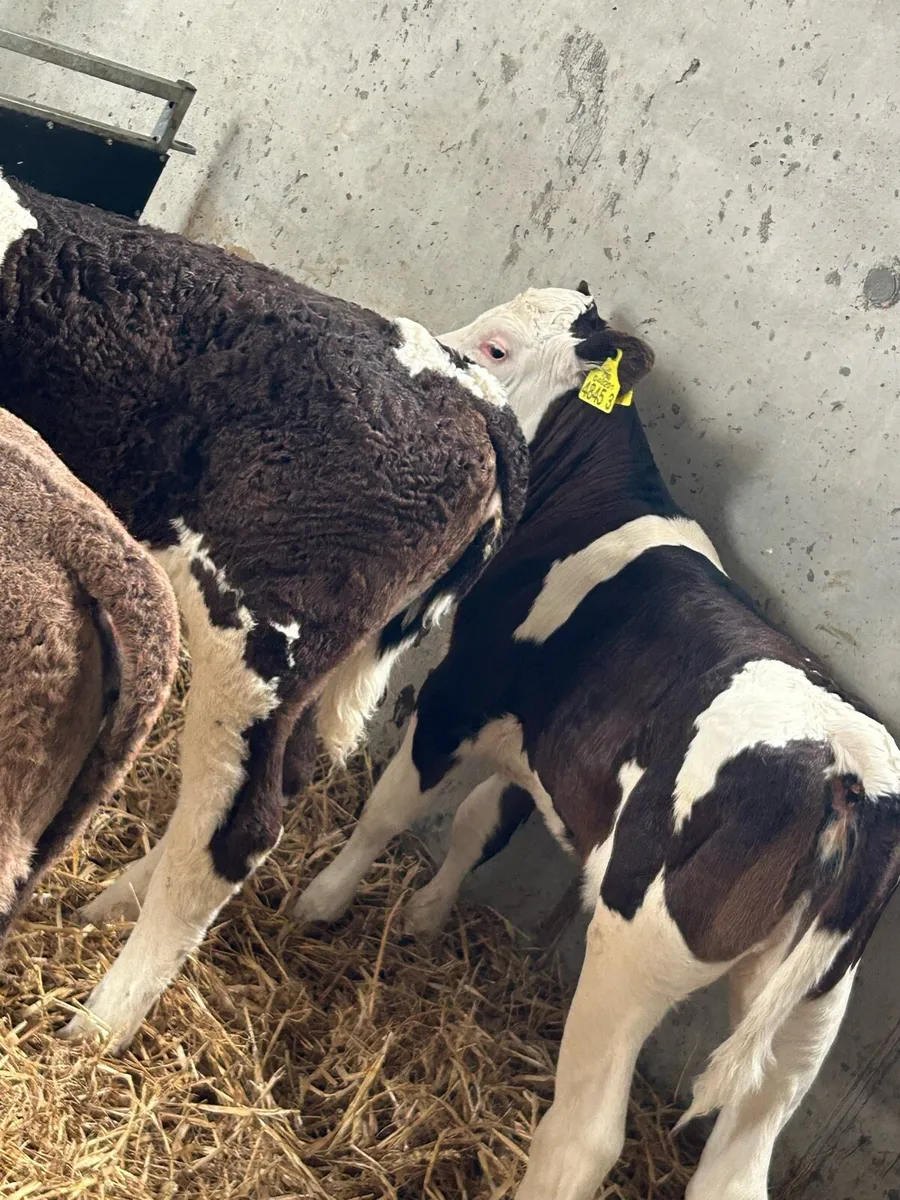 Calves - Image 1