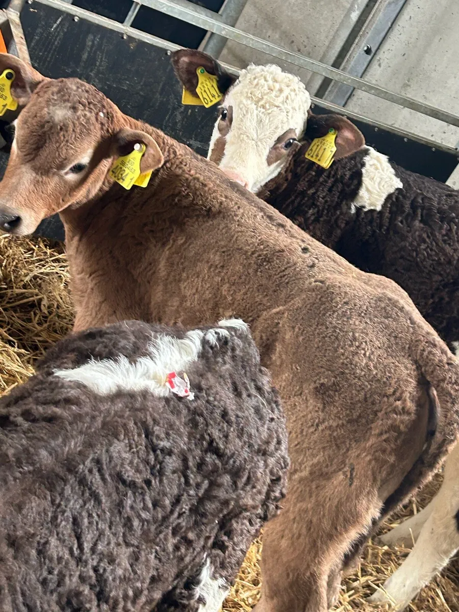 Calves - Image 2