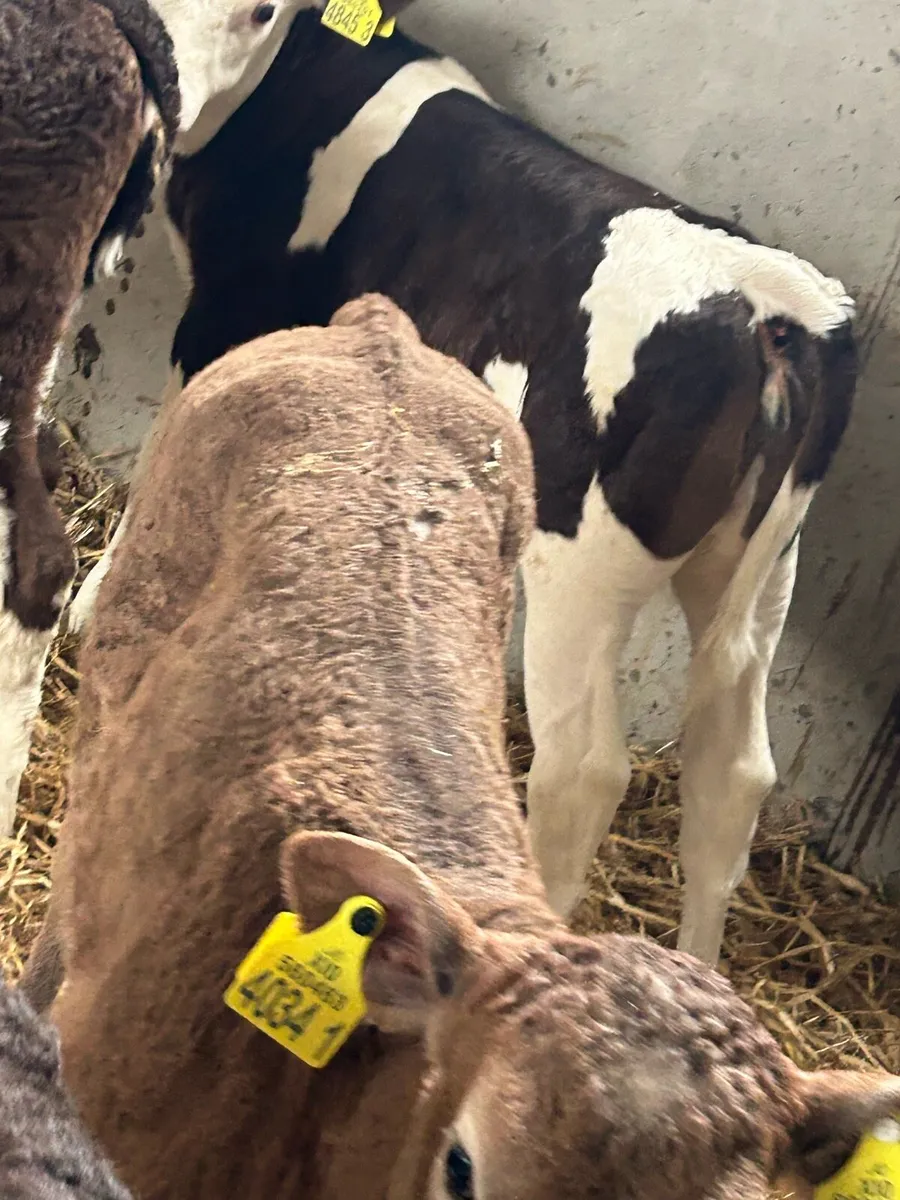 Calves - Image 3