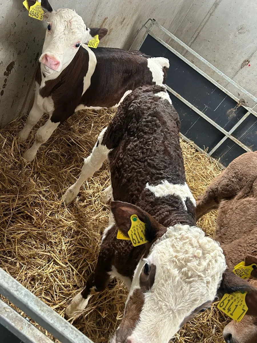 Calves - Image 4