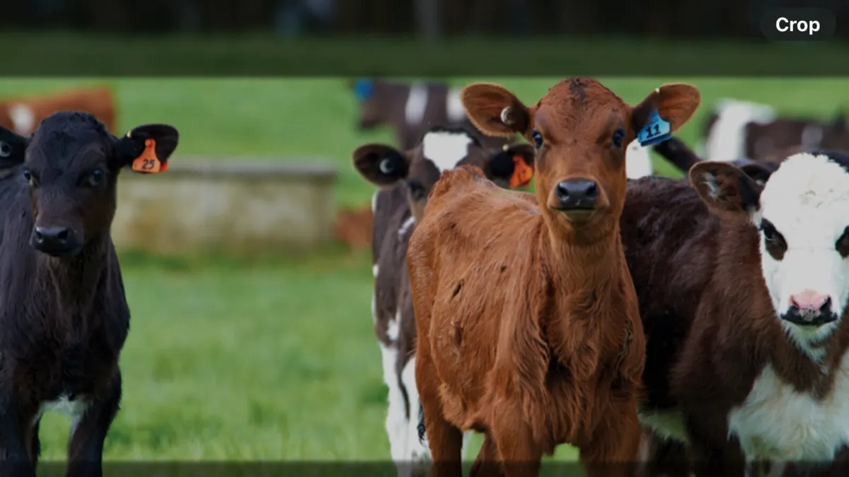 Restricted herds - Calves Needed
