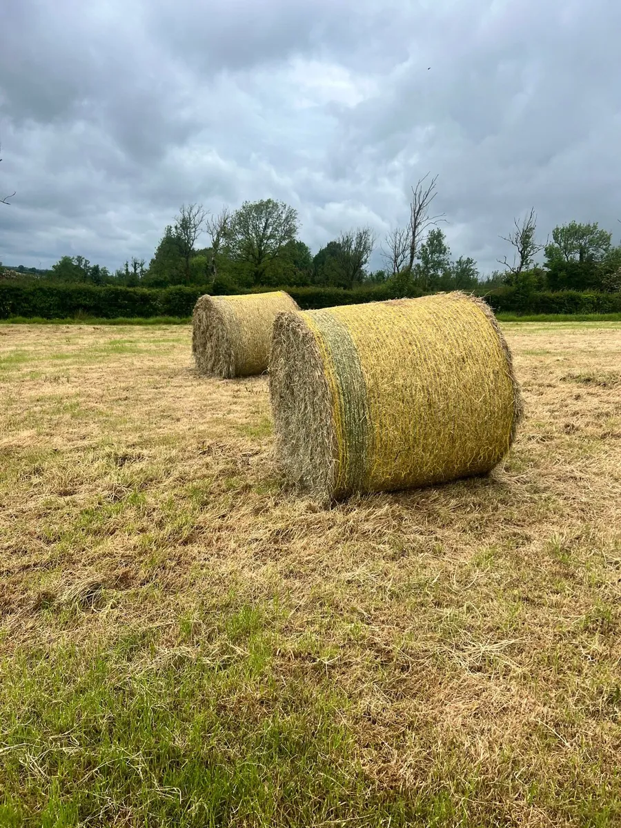 Hay for sale - Image 3
