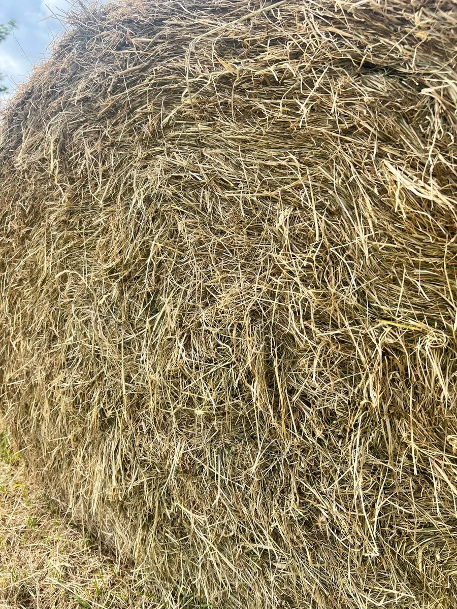 Hay for sale - Image 4